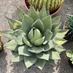 Agáva (Agave) ´CELSII NOVA´ - výška 30-40 cm, Ø 50-60 cm, kont. C35L (-6°C)